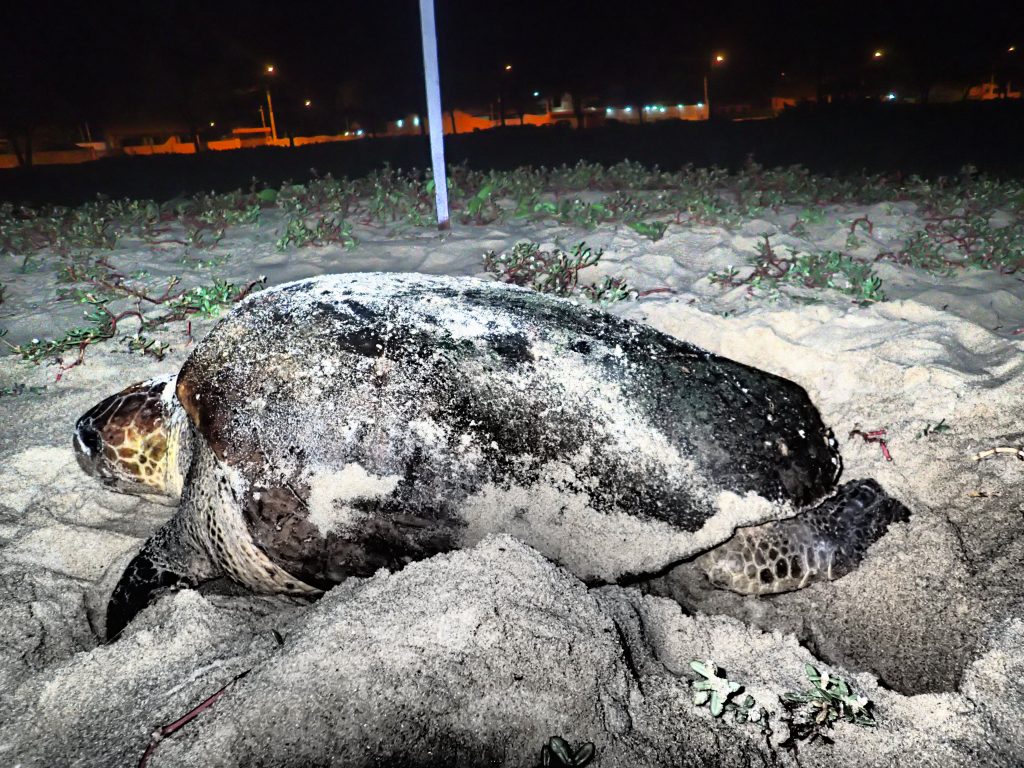 Impacts and adaptive capacity of climate change on marine turtles