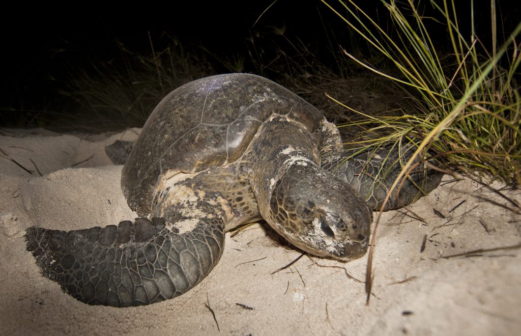 Impacts and adaptive capacity of climate change on marine turtles
