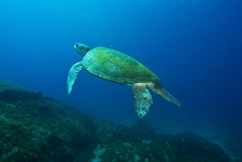 Impacts and adaptive capacity of climate change on marine turtles