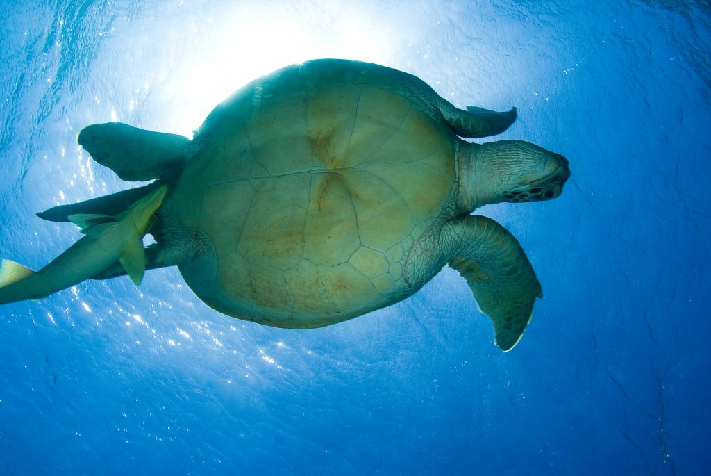 Impacts and adaptive capacity of climate change on marine turtles