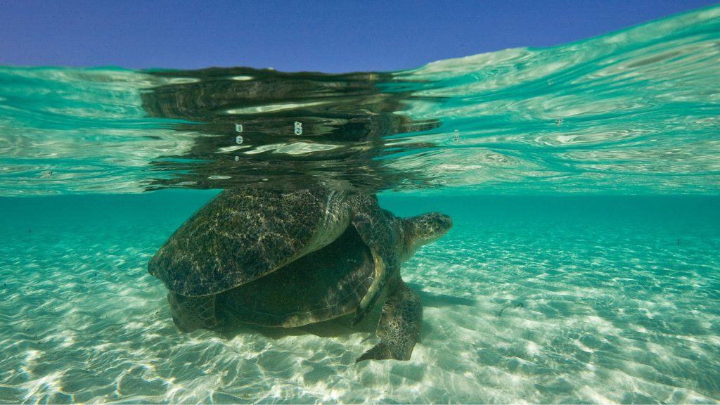 Impacts and adaptive capacity of climate change on marine turtles