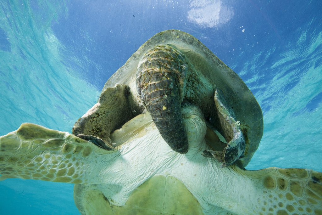 Impacts and adaptive capacity of climate change on marine turtles