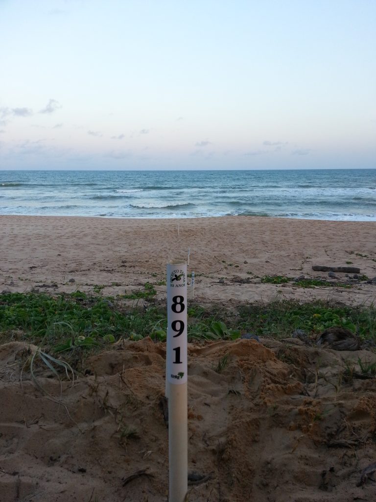 Impacts and adaptive capacity of climate change on marine turtles