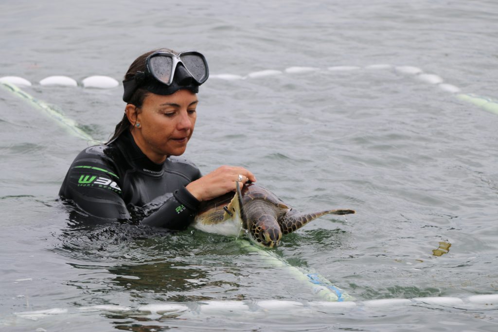 Novel approaches to understanding the behavior and ecology of marine turtles