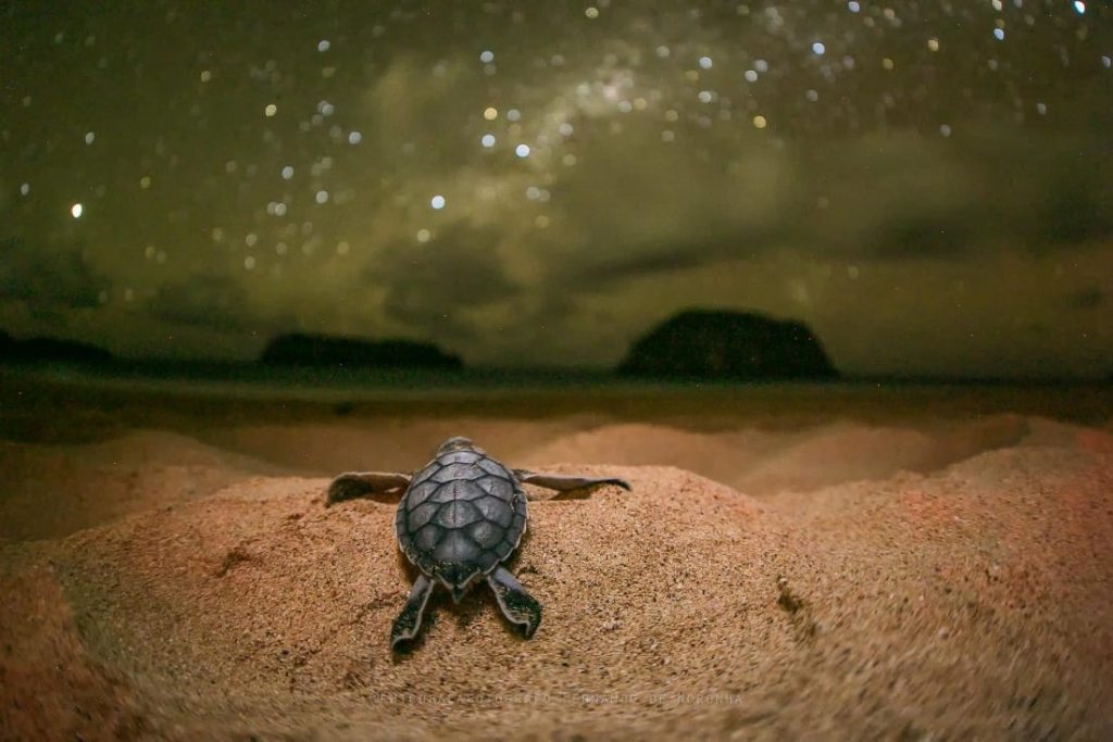 Impacts and adaptive capacity of climate change on marine turtles