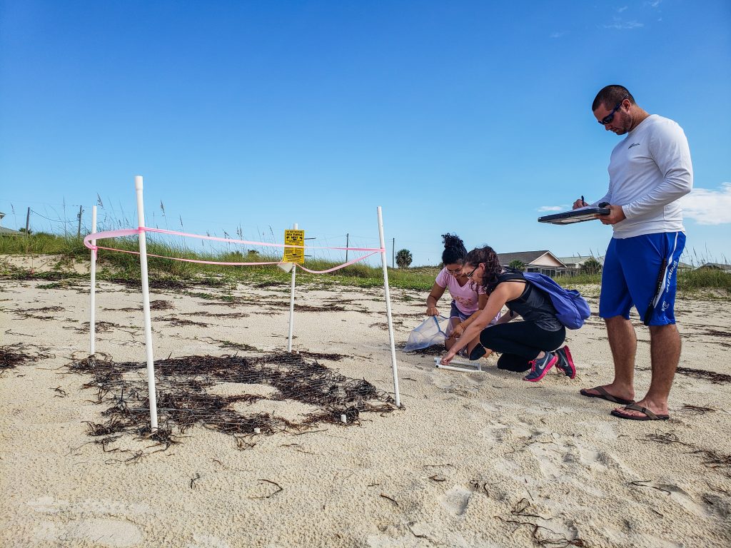 Exposure and risk of marine turtles to marine debris and microplastic