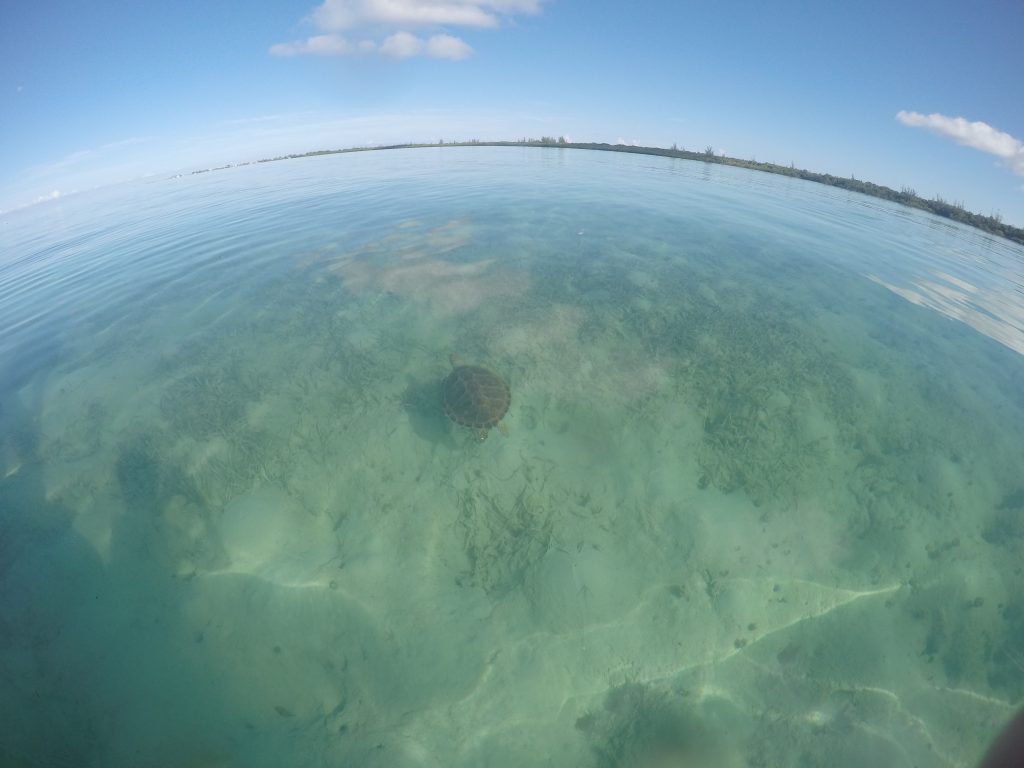 Predator-Prey Interactions: Understanding How Shark Presence Influences Marine Turtle Habitat Use, Distribution, and Movement