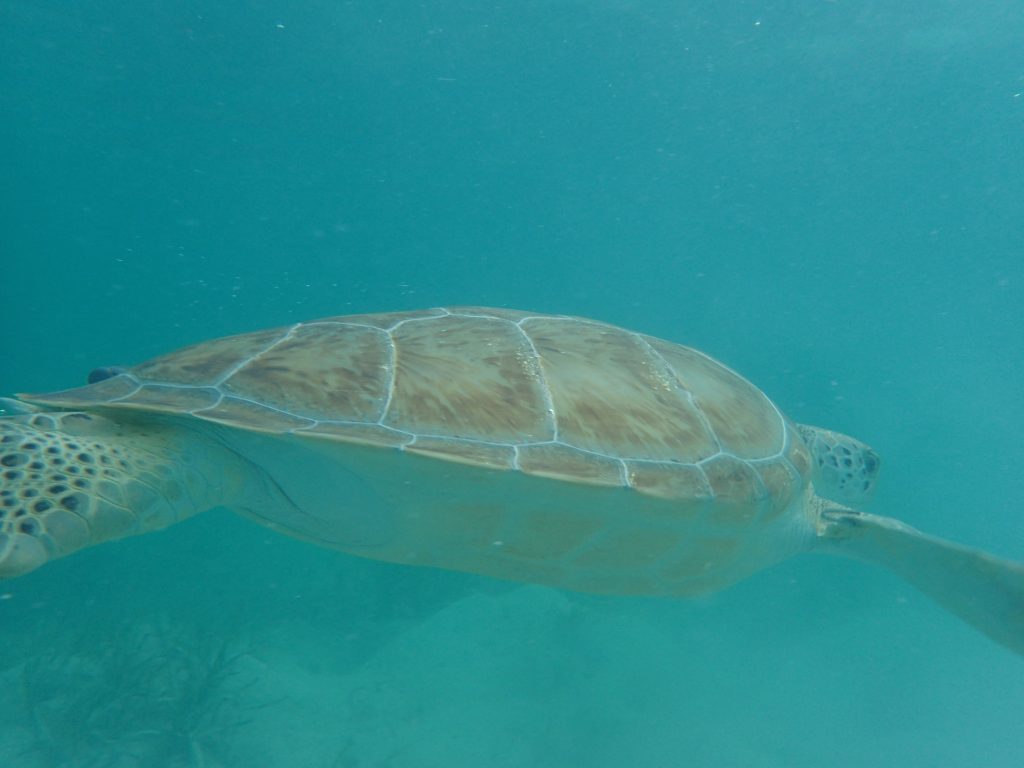 Foraging ecology of marine turtles