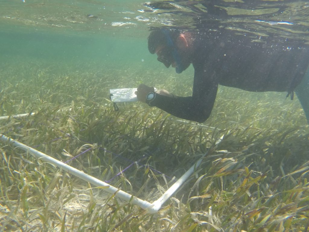 Foraging ecology of marine turtles