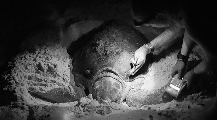 Loggerhead turtle nesting ecology and dynamics in the Gulf of Mexico