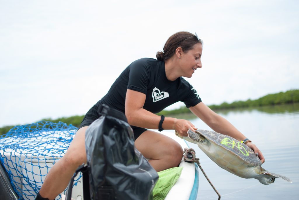 Foraging ecology of marine turtles