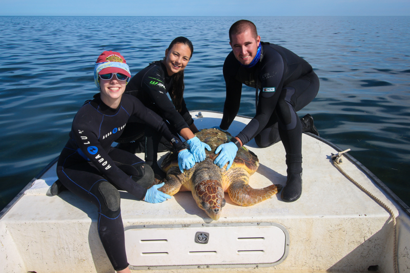 Population structure and foraging aggregation of marine turtles in the Gulf of Mexico