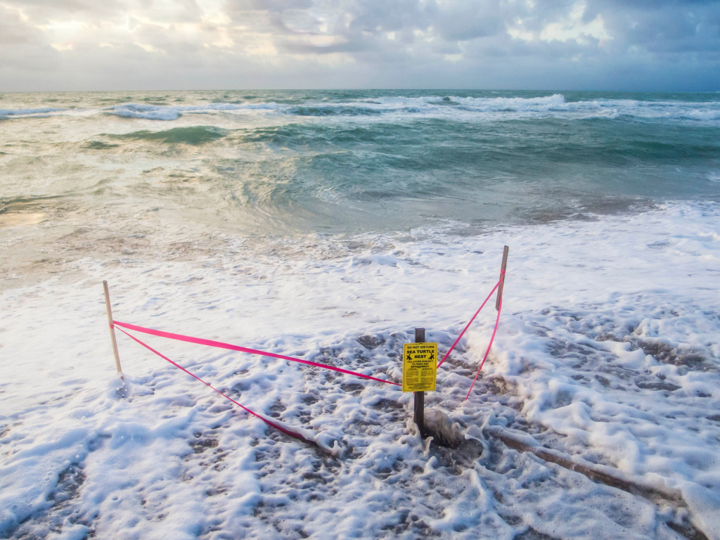 Impacts of sea-level rise, tropical storms and hurricanes on marine turtles