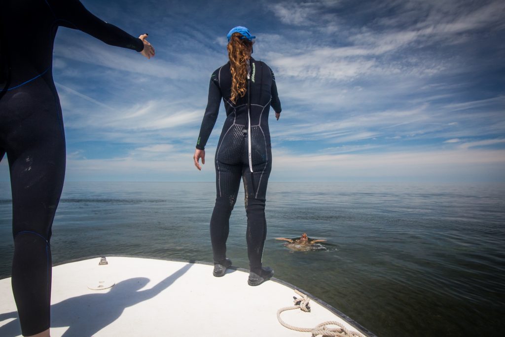 Effects of recreational fisheries on marine turtles