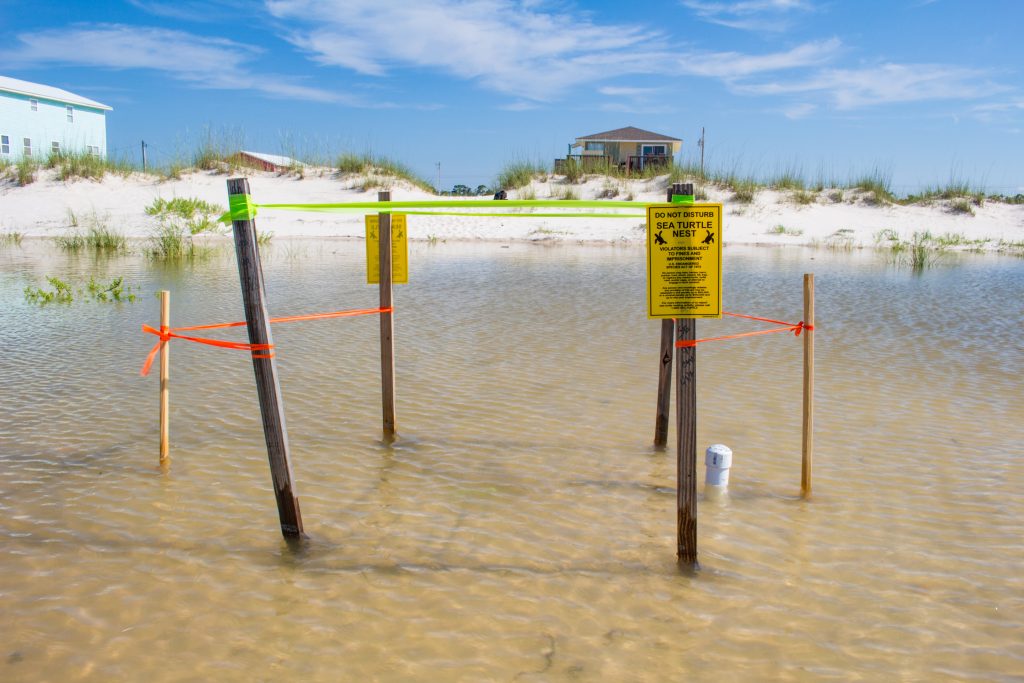 Impacts of sea-level rise, tropical storms and hurricanes on marine turtles