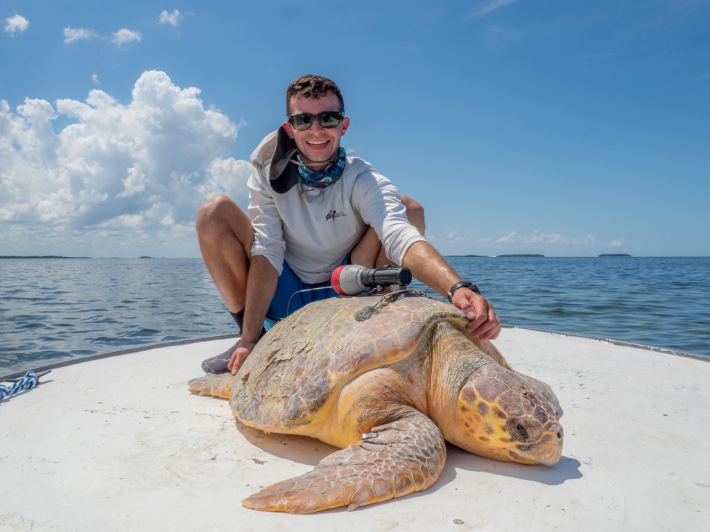 Novel approaches to understand the behavior and ecology of marine turtles