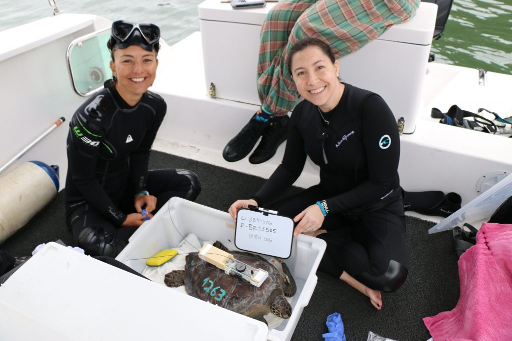 Novel approaches to understand the behavior and ecology of marine turtles_14