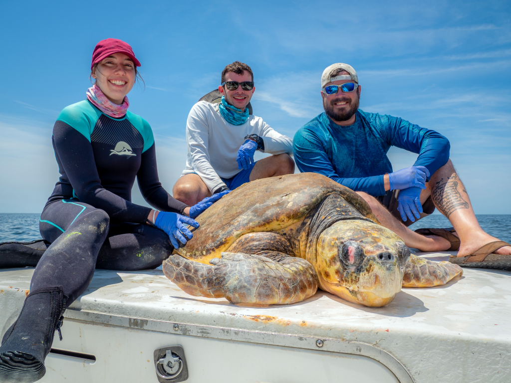 Population structure and foraging aggregation of marine turtles in the Gulf of Mexico