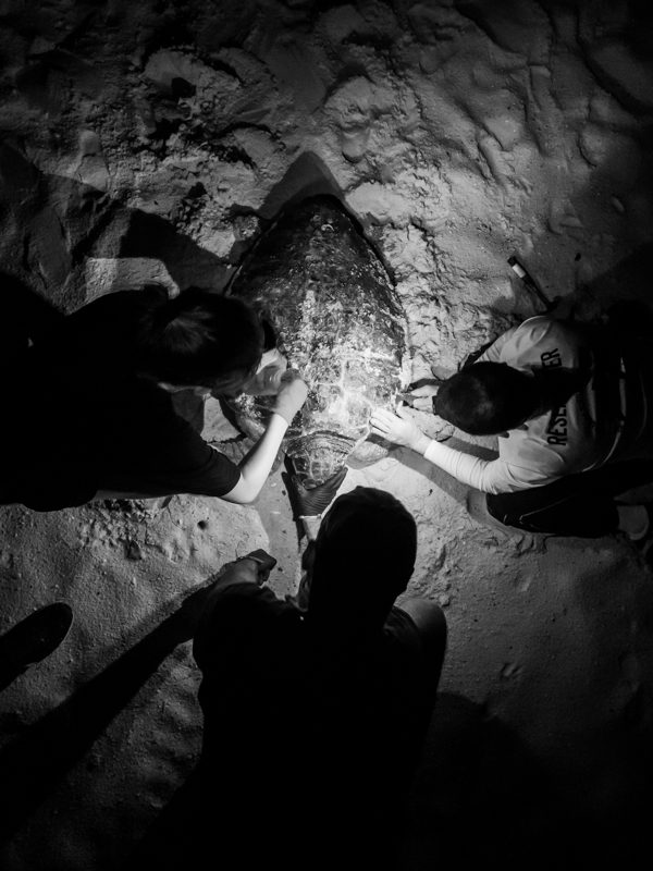 Population structure and foraging aggregation of sea turtles in the Gulf of Mexico