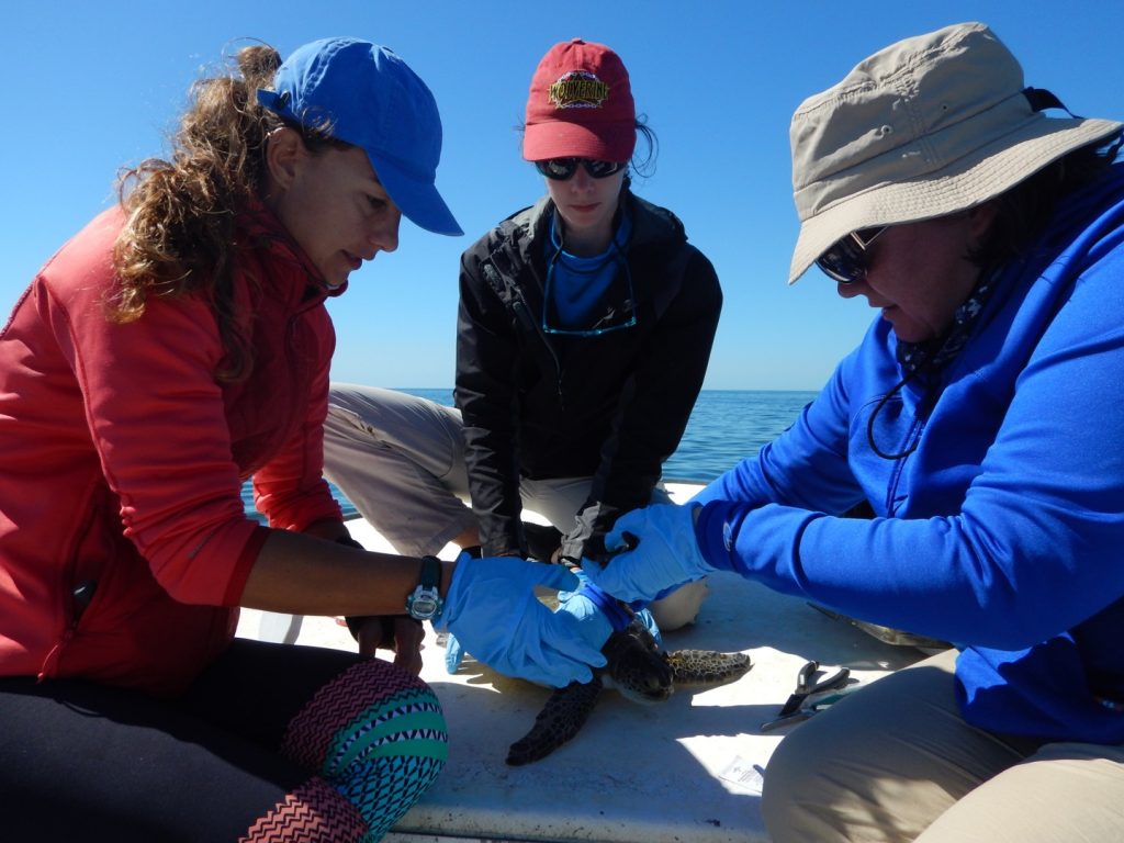 Population structure and foraging aggregation of sea turtles in the Gulf of Mexico_02