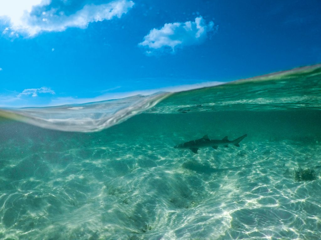 Predator-Prey Interactions: Understanding How Shark Presence Influences Marine Turtle Habitat Use, Distribution, and Movement