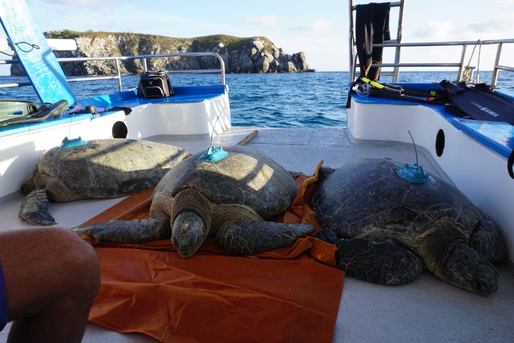 Spatial ecology of marine turtles in Brazil