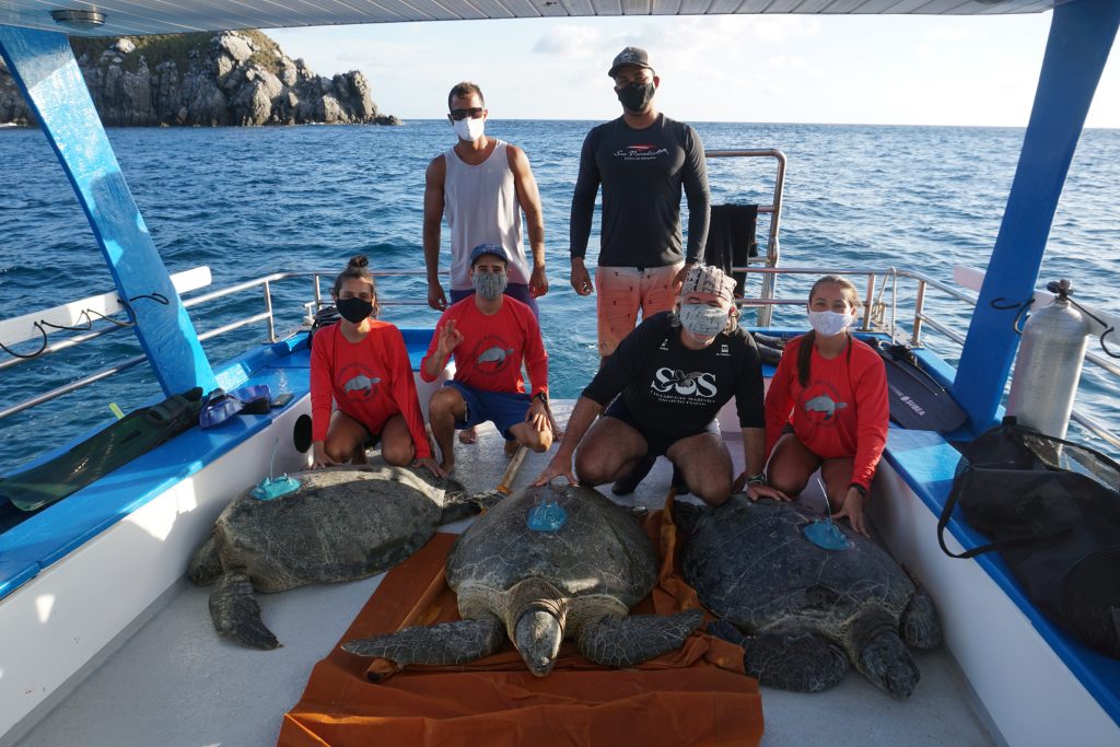 Spatial ecology of marine turtles in Brazil