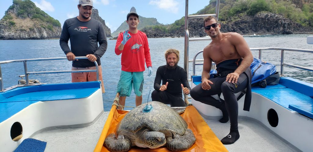 Spatial ecology of marine turtles in Brazil