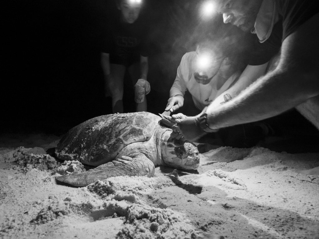 Loggerhead turtle nesting ecology and dynamics in the Gulf of Mexico