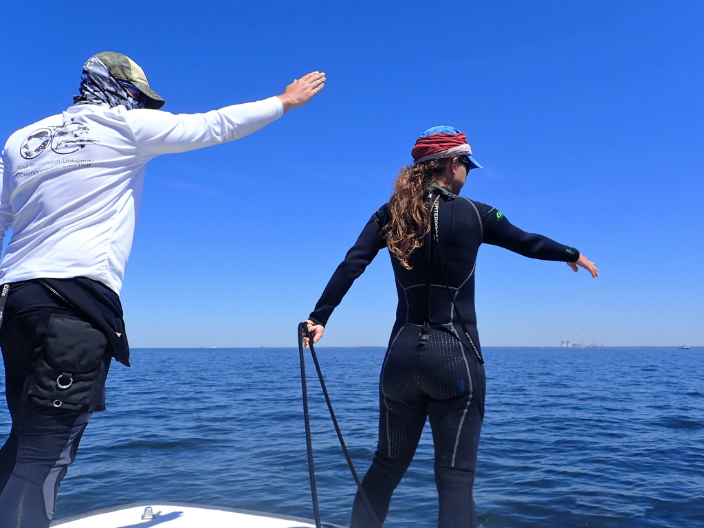 The effects of recreational fisheries on marine turtles