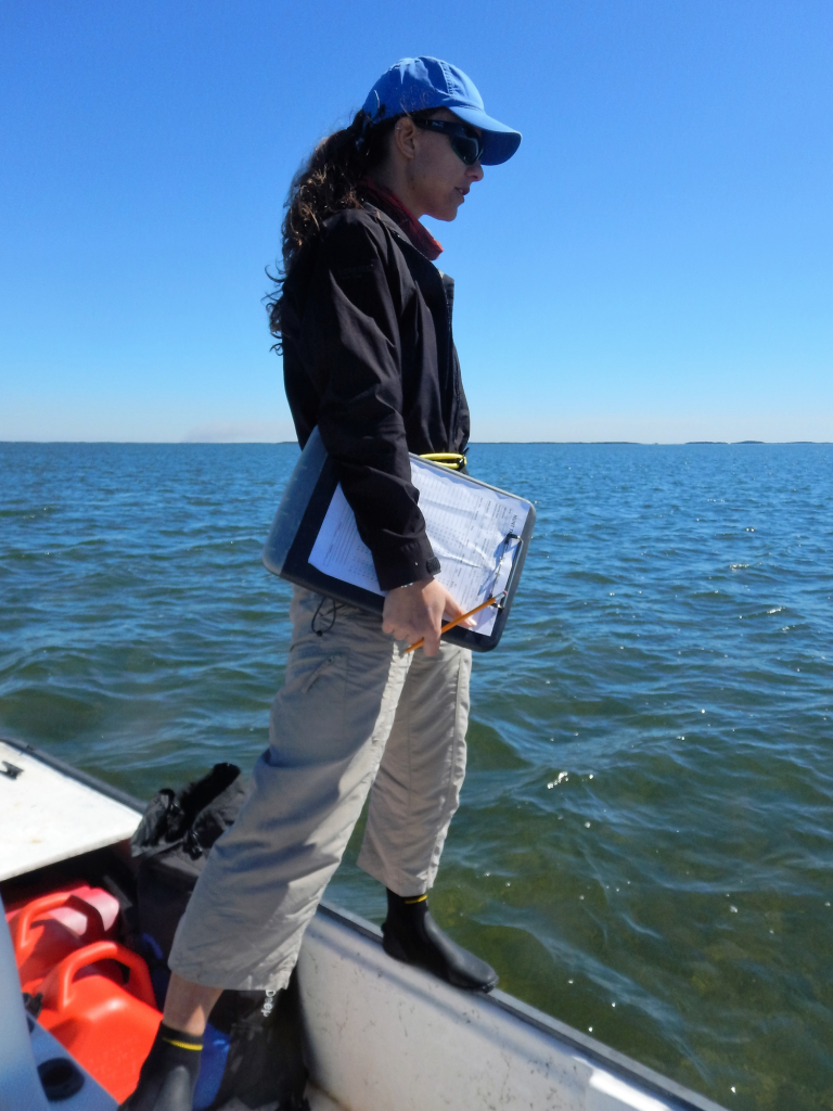 The effects of recreational fisheries on marine turtles