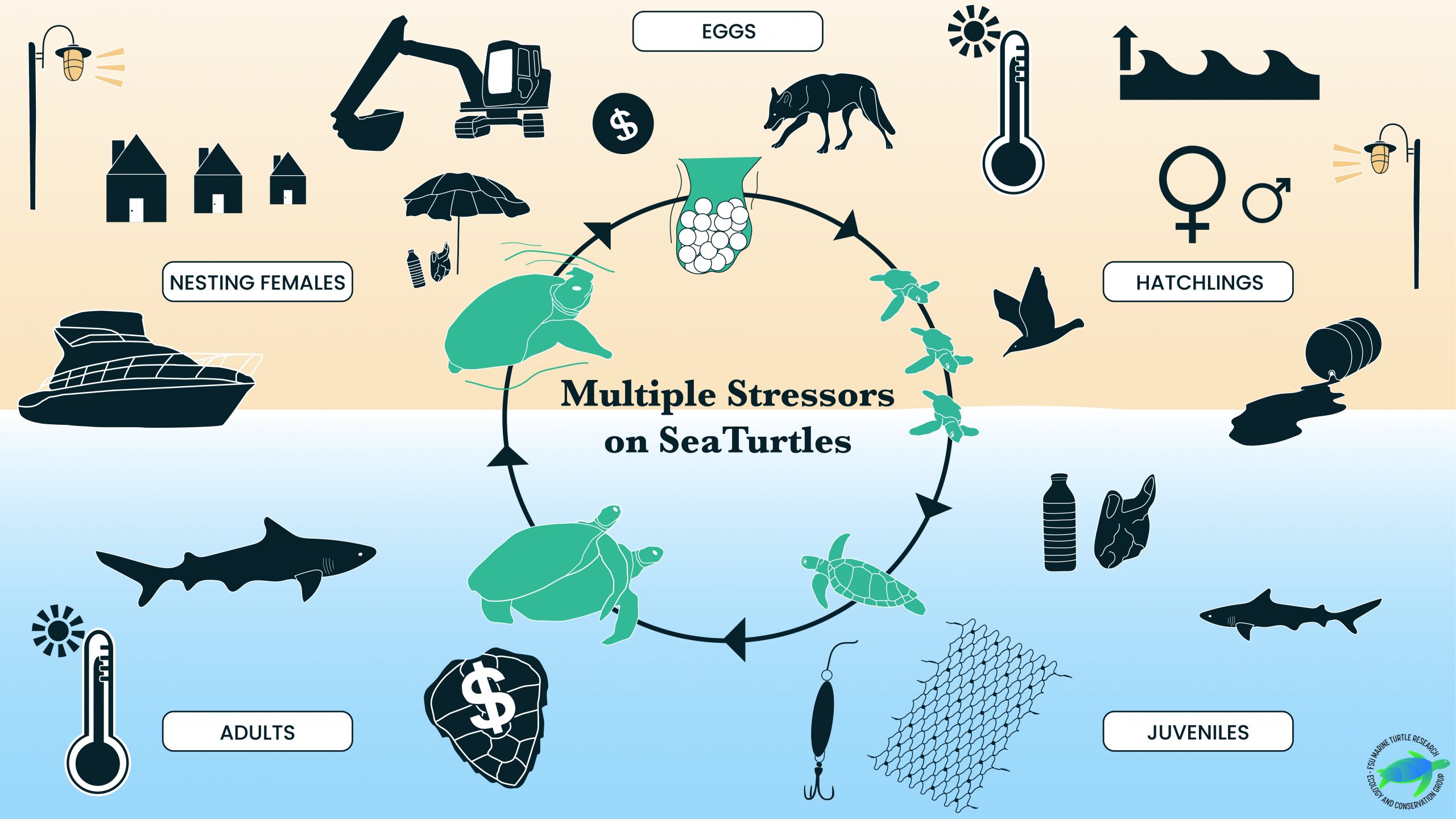 Impacts of fisheries bycatch on marine turtle populations worldwide: toward  conservation and research priorities - Wallace - 2013 - Ecosphere - Wiley  Online Library